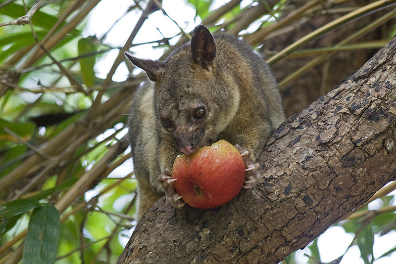 Файл:800px-Northen brushtail possum eating an apple.jpg