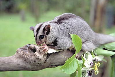 Файл:398px-Mahogany glider.jpg