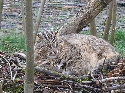 Файл:413px-Chat Léopard de Sibérie.jpg