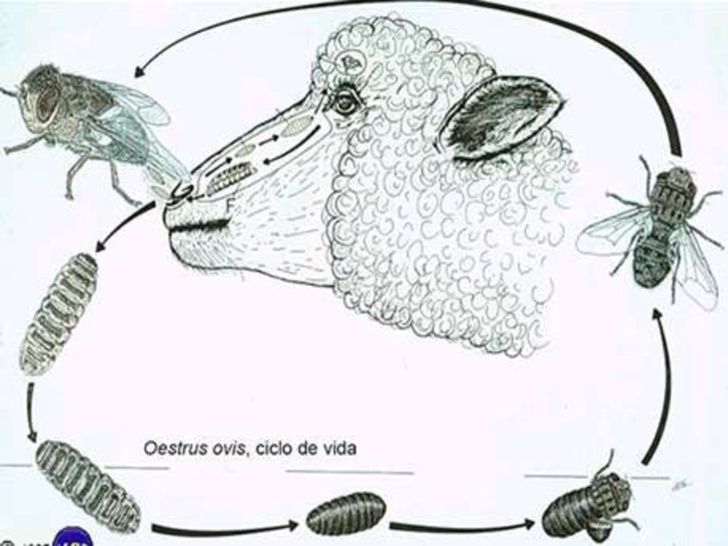 Файл:0cdfa502996458287132e5960a11474e.jpg