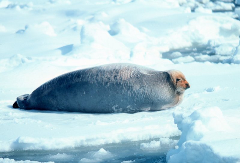 Файл:Bearded Seal.jpg