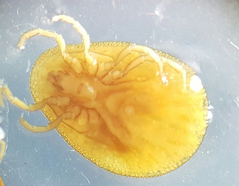 Файл:Argas persicus.jpg