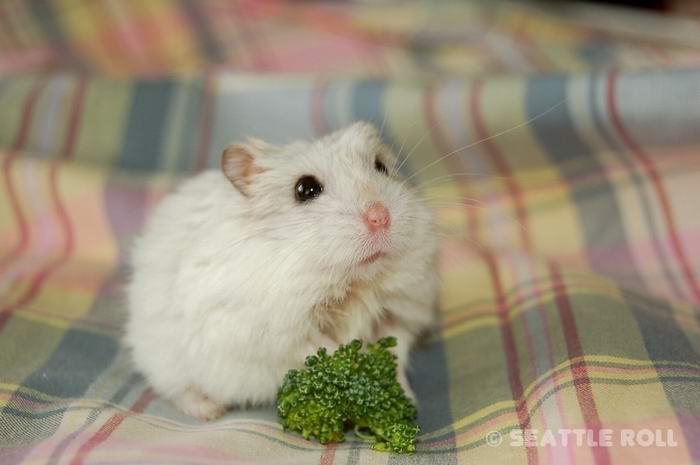 Файл:Your cute hamster-7.jpg