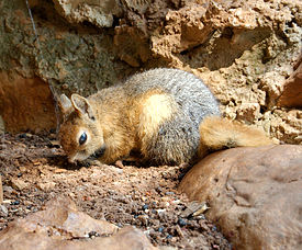 275px-Sciurus anomalus - Jeita Grotto.jpg