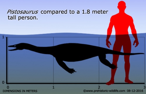 Файл:500px-Pistosaurus-size.jpg