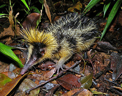 Файл:Lowland Streaked Tenrec, Mantadia, Madagascar.jpg