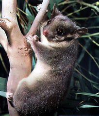 204px-Gymnobelideus leadbeateri 0.jpg