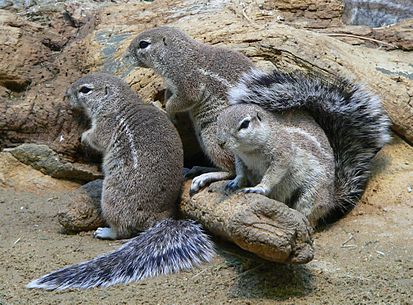 Файл:413px-Borstenhörnchen 060319 2.jpg