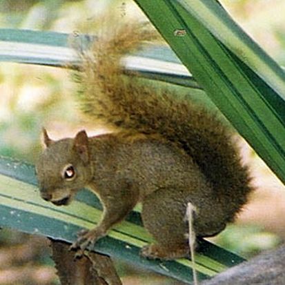Файл:Sciurus ignitus (19168910998) 1.jpg