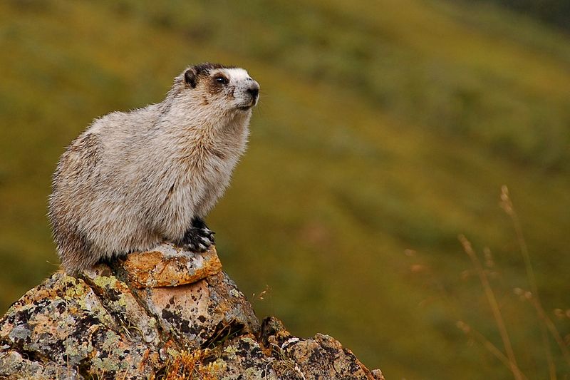 Файл:800px-Marmota caligata (EH).jpg