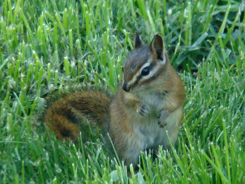 Файл:Red-tailed Chipmunk (Tamias ruficaudus).jpg