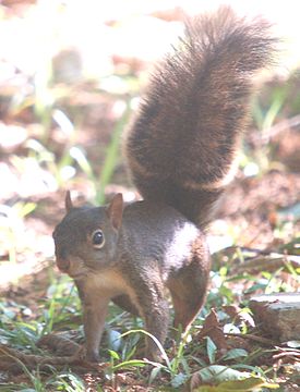 275px-Sciurus aestuans.jpg