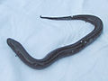 Файл:Amphiuma means.jpg