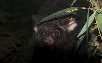 Файл:330px-Greater Glider444.jpg