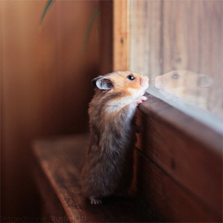 Файл:Hamster-2.jpg