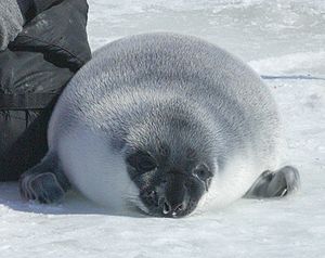 300px-Hooded seal crop.JPG