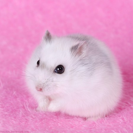 Файл:Your cute hamster.jpg
