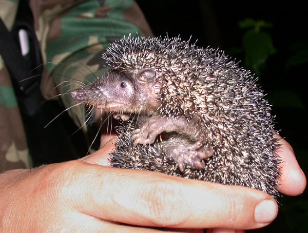 Файл:Greater Hedgehog Tenrec (Setifer setosus).jpg
