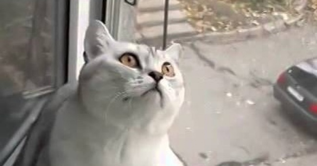 Файл:Кот завис.jpg