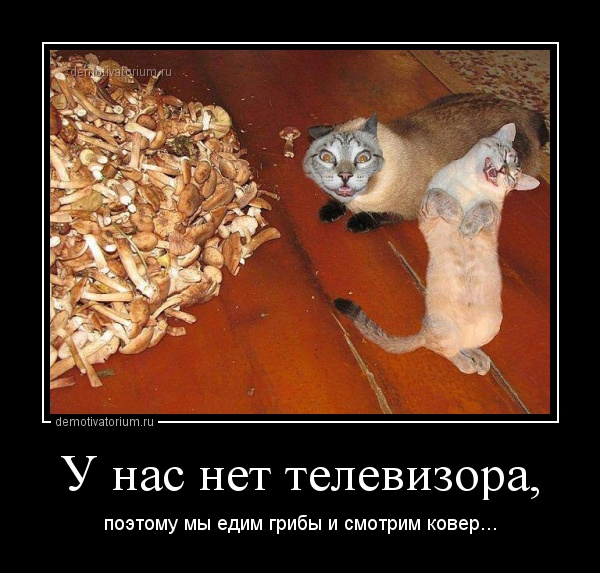 Файл:Mushrooms carpet.jpg