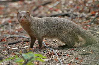 Файл:Herpestes edwardsii at Hyderaba.jpg