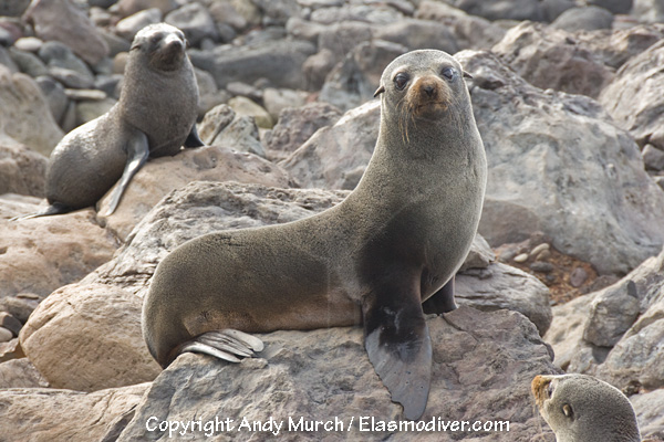 Файл:Guadalupe Fur Seal 005.jpg
