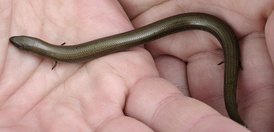Файл:Chalcides chalcides.jpg
