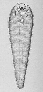 Linguatula taenioides.jpg