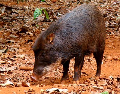 Файл:398px-Tayassu pecari -Brazil-8.jpg