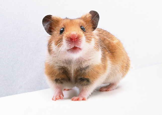 Файл:Hamster-4.jpg
