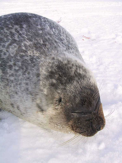 Файл:413px-Ringedsealportrait.jpg