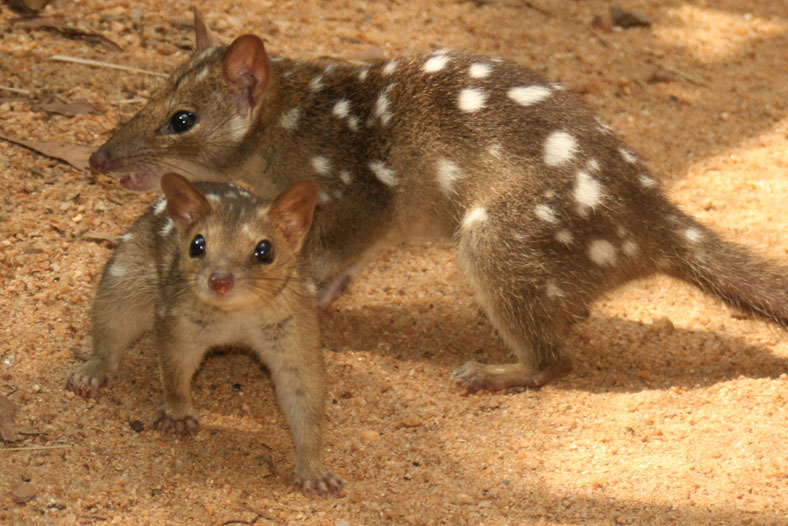 Файл:Quolls.jpg