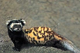 275px-Marbled polecat.jpg