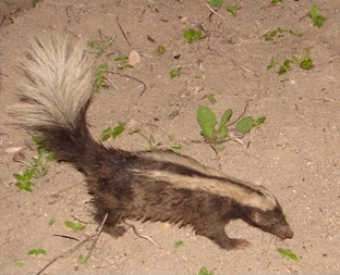 Файл:Conepatus semistriatus.jpg