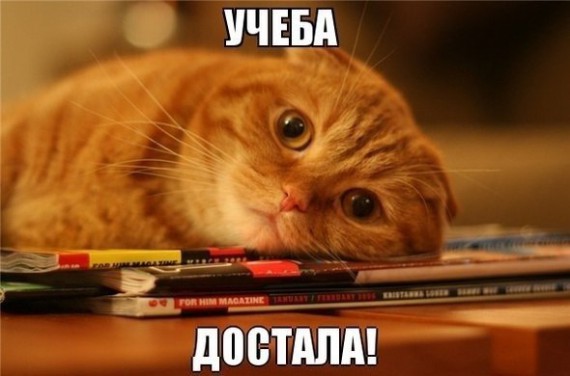 Файл:1382977489 2.jpg
