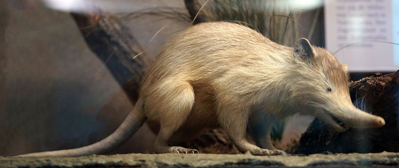 Файл:800px-Solenodon paradoxus, Naturhistorisches Museum Wien.jpg