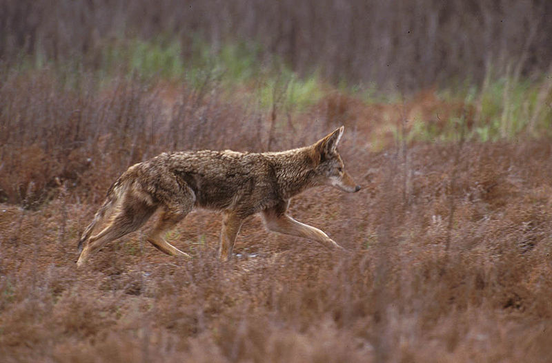 Файл:800px-Canis latrans walking.jpg
