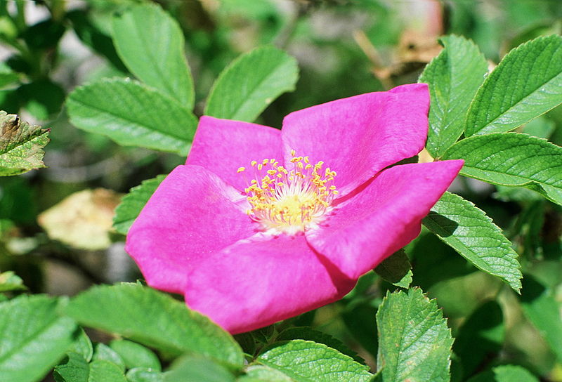 Файл:Rosa majalis.jpg