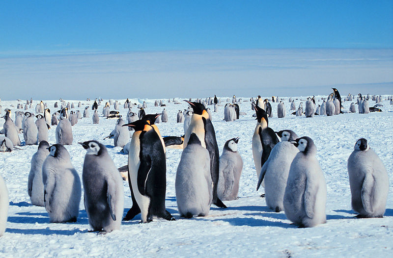 Файл:800px-Kaiserpinguine mit Jungen.jpg