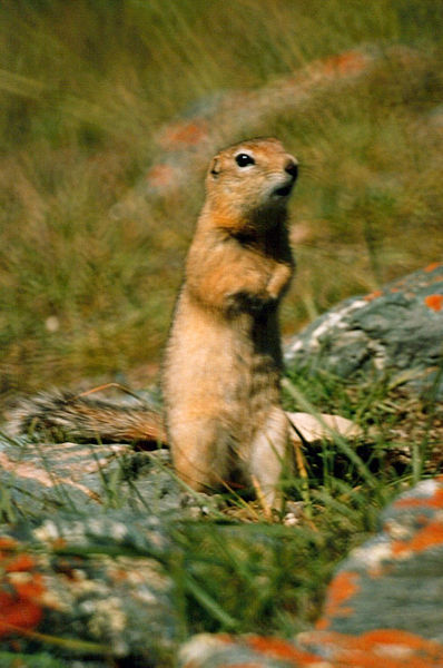 Файл:398px-Spermophilus undulatus1.jpg