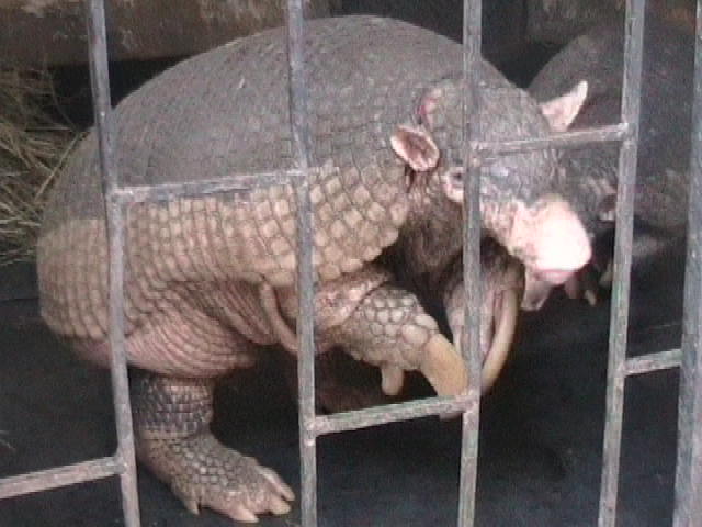 Файл:Giant armadillo.jpg