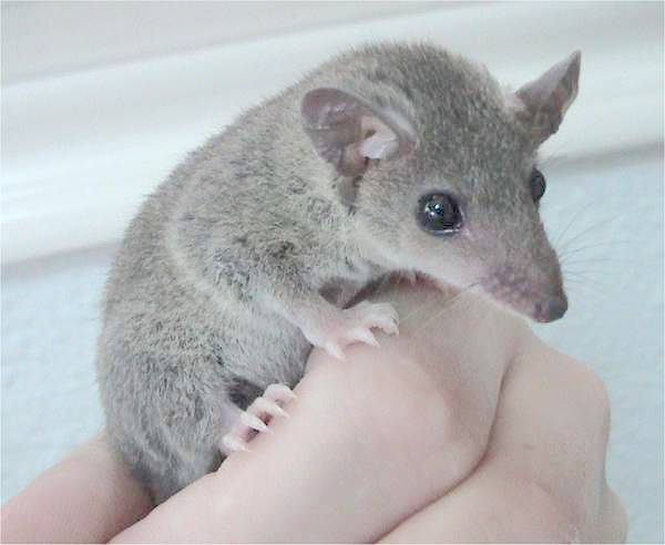 Файл:Monodelphis domestica.jpg