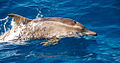 120px-Steno bredanensis 2.jpg