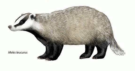Файл:The Natural History of Badgers - Meles leucurus.jpg