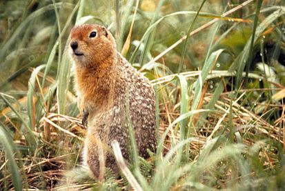 Файл:413px-Spermophilus parryii.jpg
