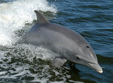 Файл:Tursiops truncatus 01-cropped.jpg