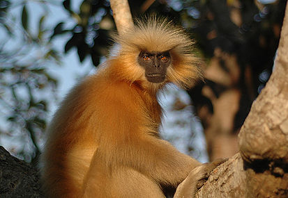 Файл:Golden langur.jpg