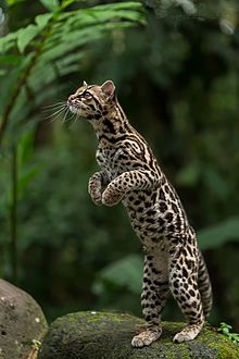 Margay in Costa Rica.jpg