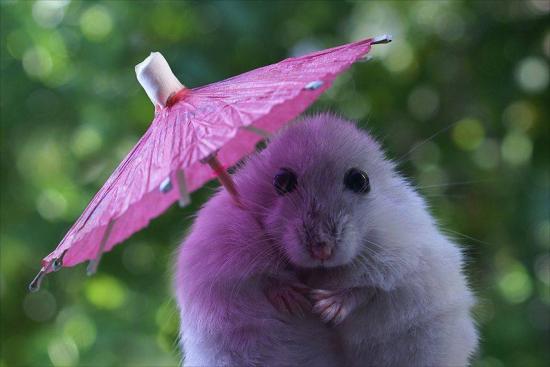 Файл:Hamster.jpg