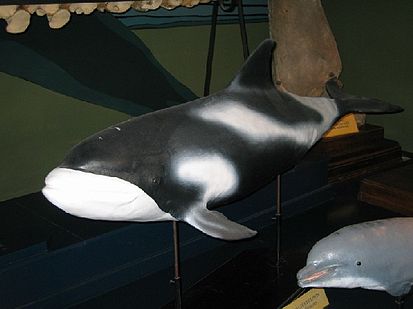 Файл:ModelWhite-beaked Dolphin.jpg